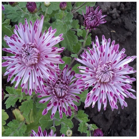 Кондитерская насадка лепесток хризантемы №402 Tulip™